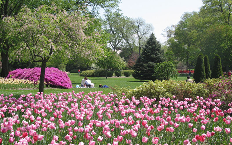 Sherwood Gardens Approximately 80 000 Tulip Bulbs Are Planted