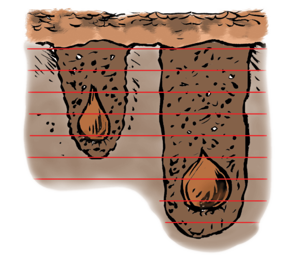 Planting and Growing Tulips | Sherwood Gardens